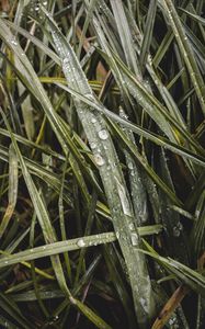 Preview wallpaper grass, dew, macro, drops, wet