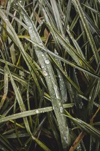 Preview wallpaper grass, dew, macro, drops, wet