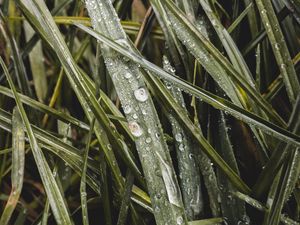 Preview wallpaper grass, dew, macro, drops, wet