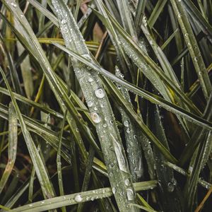 Preview wallpaper grass, dew, macro, drops, wet