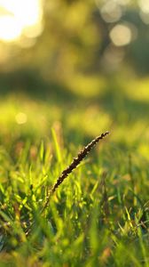 Preview wallpaper grass, dew, macro, light