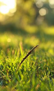 Preview wallpaper grass, dew, macro, light