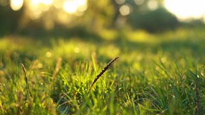 Preview wallpaper grass, dew, macro, light