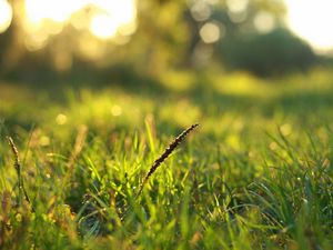 Preview wallpaper grass, dew, macro, light