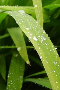 Preview wallpaper grass, dew, moisture, drops, light