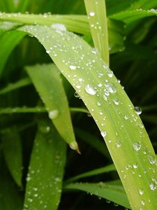 Preview wallpaper grass, dew, moisture, drops, light