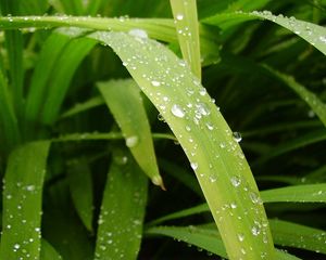 Preview wallpaper grass, dew, moisture, drops, light