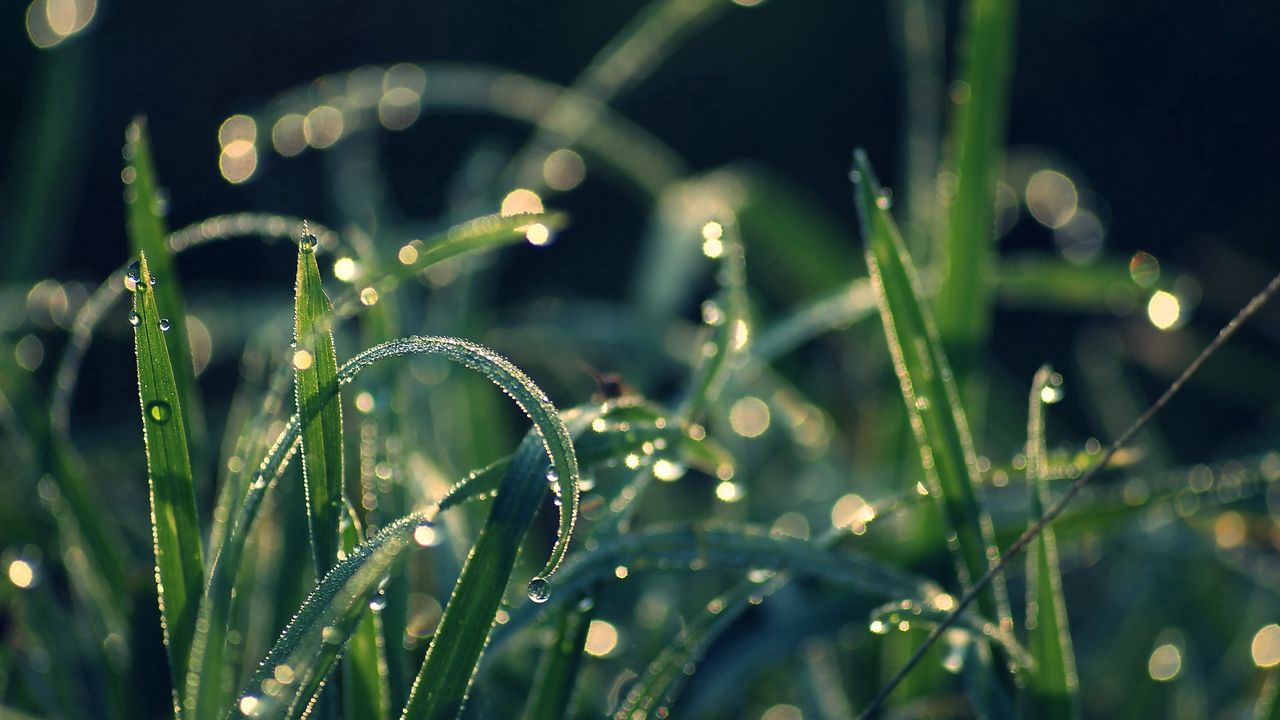 Wallpaper grass, dew, moisture, drops