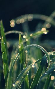 Preview wallpaper grass, dew, moisture, drops