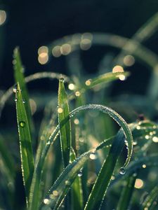 Preview wallpaper grass, dew, moisture, drops