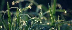 Preview wallpaper grass, dew, moisture, drops