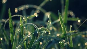 Preview wallpaper grass, dew, moisture, drops