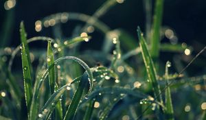 Preview wallpaper grass, dew, moisture, drops