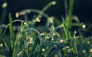 Preview wallpaper grass, dew, moisture, drops