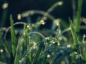 Preview wallpaper grass, dew, moisture, drops