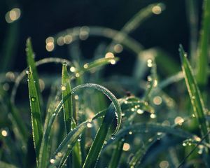 Preview wallpaper grass, dew, moisture, drops
