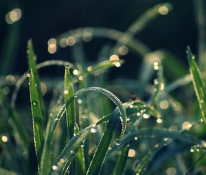 Preview wallpaper grass, dew, moisture, drops