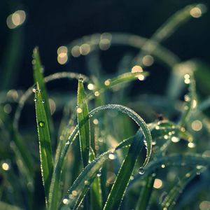 Preview wallpaper grass, dew, moisture, drops