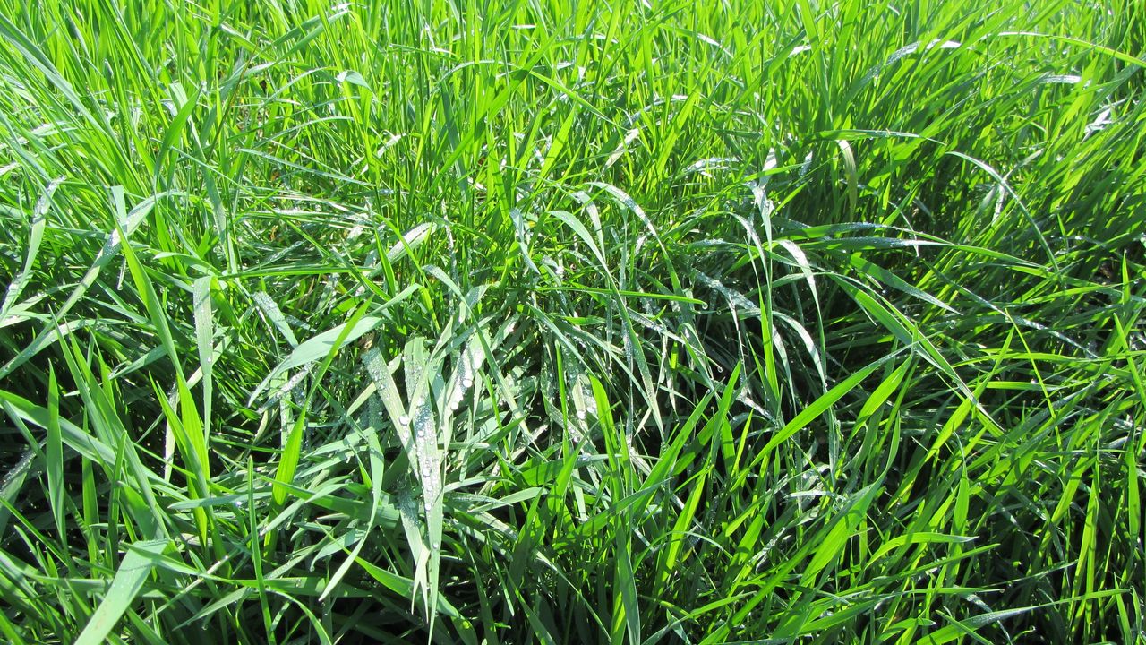 Wallpaper grass, dew, nature