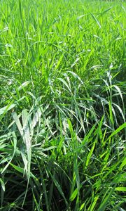 Preview wallpaper grass, dew, nature