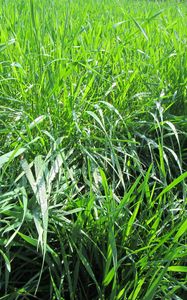 Preview wallpaper grass, dew, nature