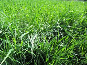 Preview wallpaper grass, dew, nature