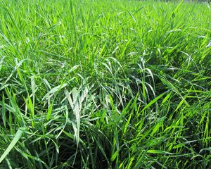 Preview wallpaper grass, dew, nature