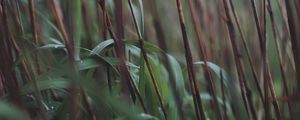Preview wallpaper grass, dew, reed, stems, dry