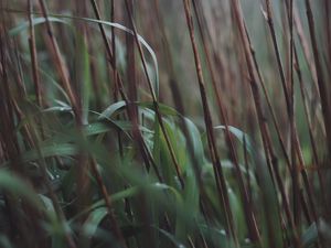 Preview wallpaper grass, dew, reed, stems, dry