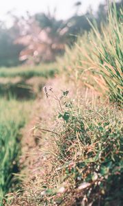 Preview wallpaper grass, dew, sunlight, plants, flowering