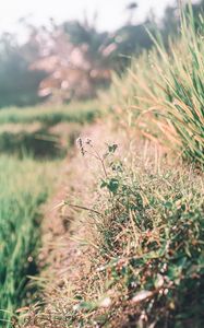 Preview wallpaper grass, dew, sunlight, plants, flowering