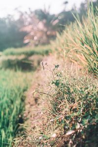 Preview wallpaper grass, dew, sunlight, plants, flowering