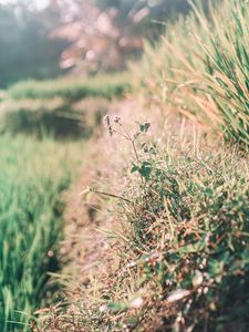 Preview wallpaper grass, dew, sunlight, plants, flowering