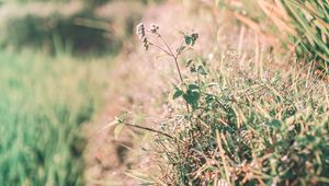 Preview wallpaper grass, dew, sunlight, plants, flowering