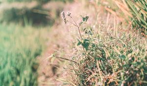 Preview wallpaper grass, dew, sunlight, plants, flowering