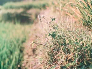 Preview wallpaper grass, dew, sunlight, plants, flowering