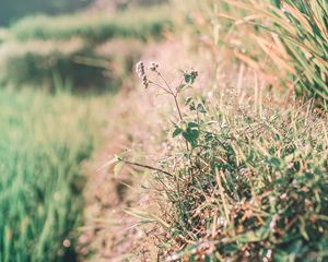 Preview wallpaper grass, dew, sunlight, plants, flowering