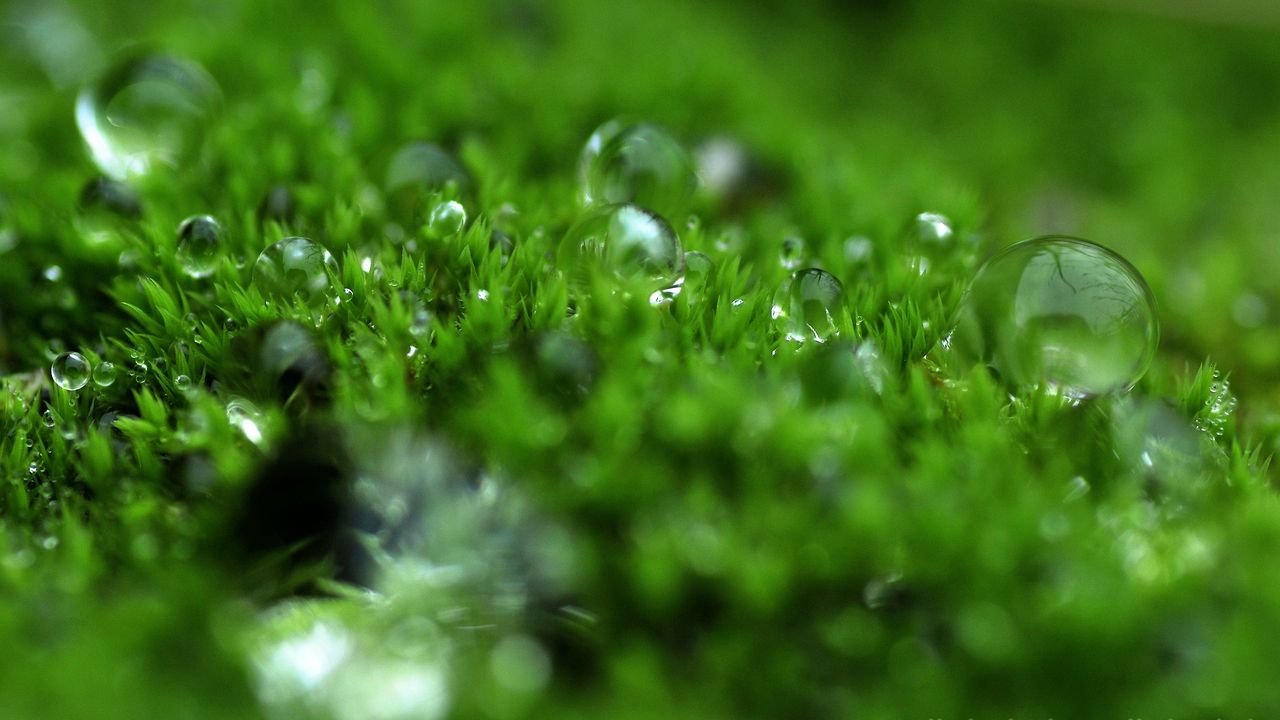 Wallpaper grass, dew, surface, light