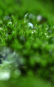 Preview wallpaper grass, dew, surface, light