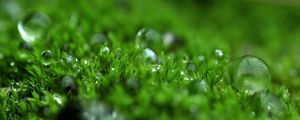 Preview wallpaper grass, dew, surface, light