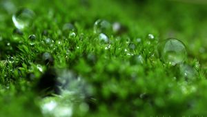 Preview wallpaper grass, dew, surface, light