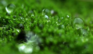 Preview wallpaper grass, dew, surface, light