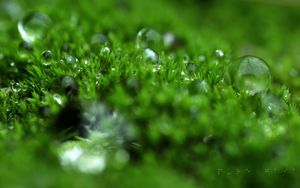Preview wallpaper grass, dew, surface, light