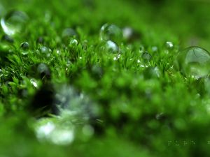 Preview wallpaper grass, dew, surface, light