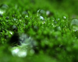 Preview wallpaper grass, dew, surface, light