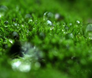 Preview wallpaper grass, dew, surface, light