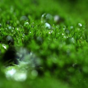 Preview wallpaper grass, dew, surface, light