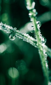 Preview wallpaper grass, dew, water, drops, macro