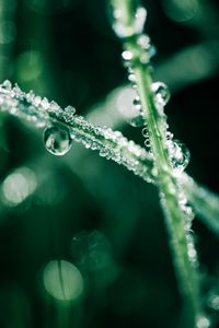 Preview wallpaper grass, dew, water, drops, macro