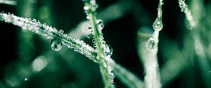 Preview wallpaper grass, dew, water, drops, macro